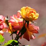 Image: Sixth image from the photoset 'escher blummen (cvi)'.