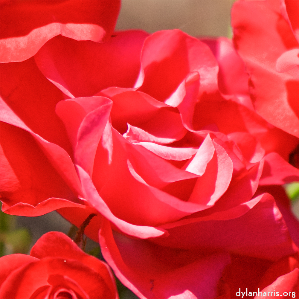 Image: Image 'escher blummen (cvii) 1'.