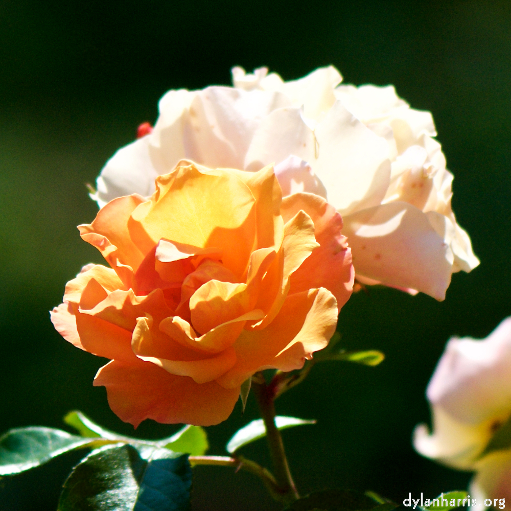 Image: Image 'escher blummen (cvii) 2'.