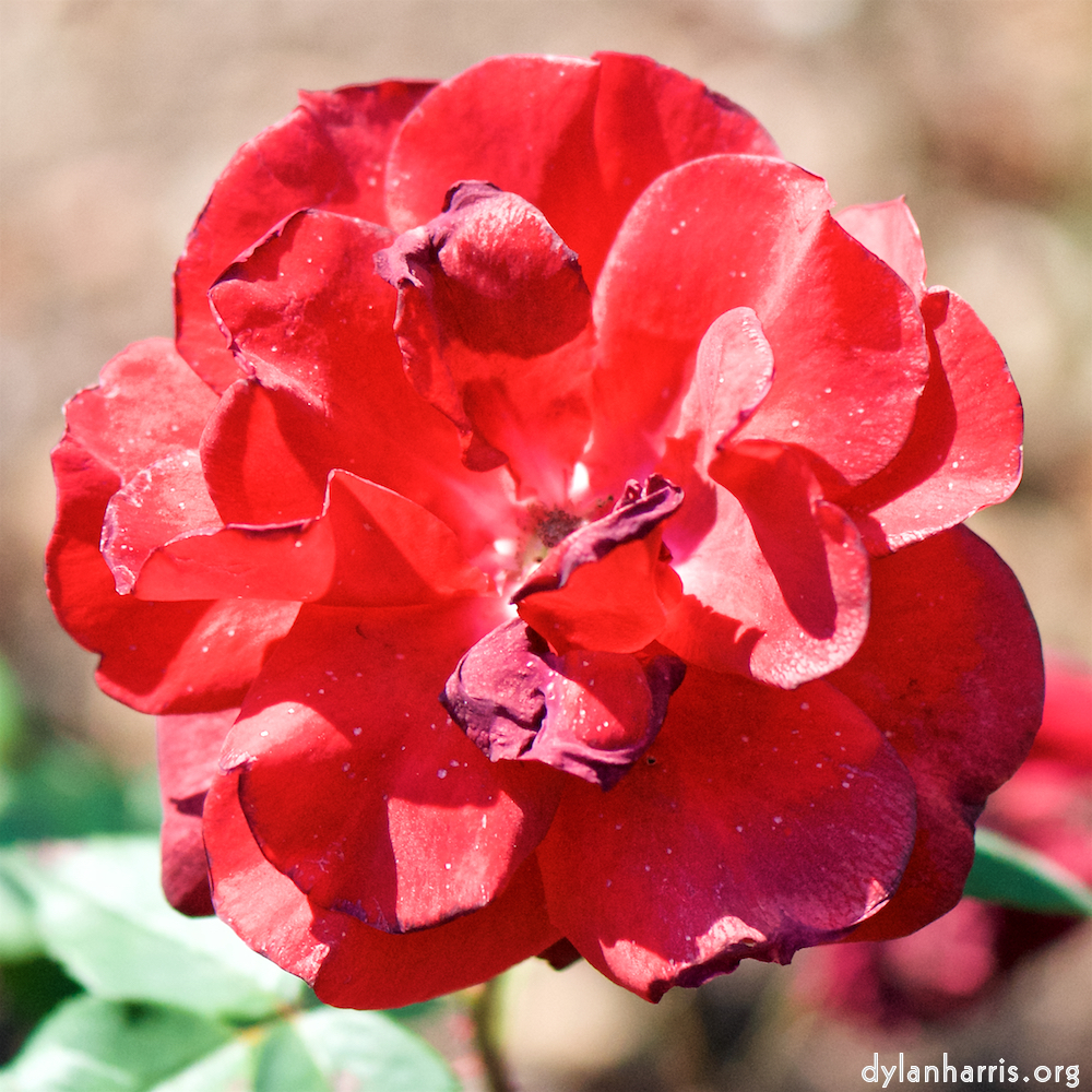 Image: Image 'escher blummen (cvii) 4'.