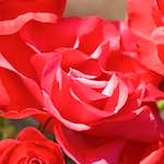 Image: First image from the photoset 'escher blummen (cvii)'.