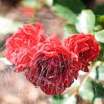 Image: Third image from the photoset 'escher blummen (cvii)'.