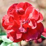 Image: Fourth image from the photoset 'escher blummen (cvii)'.