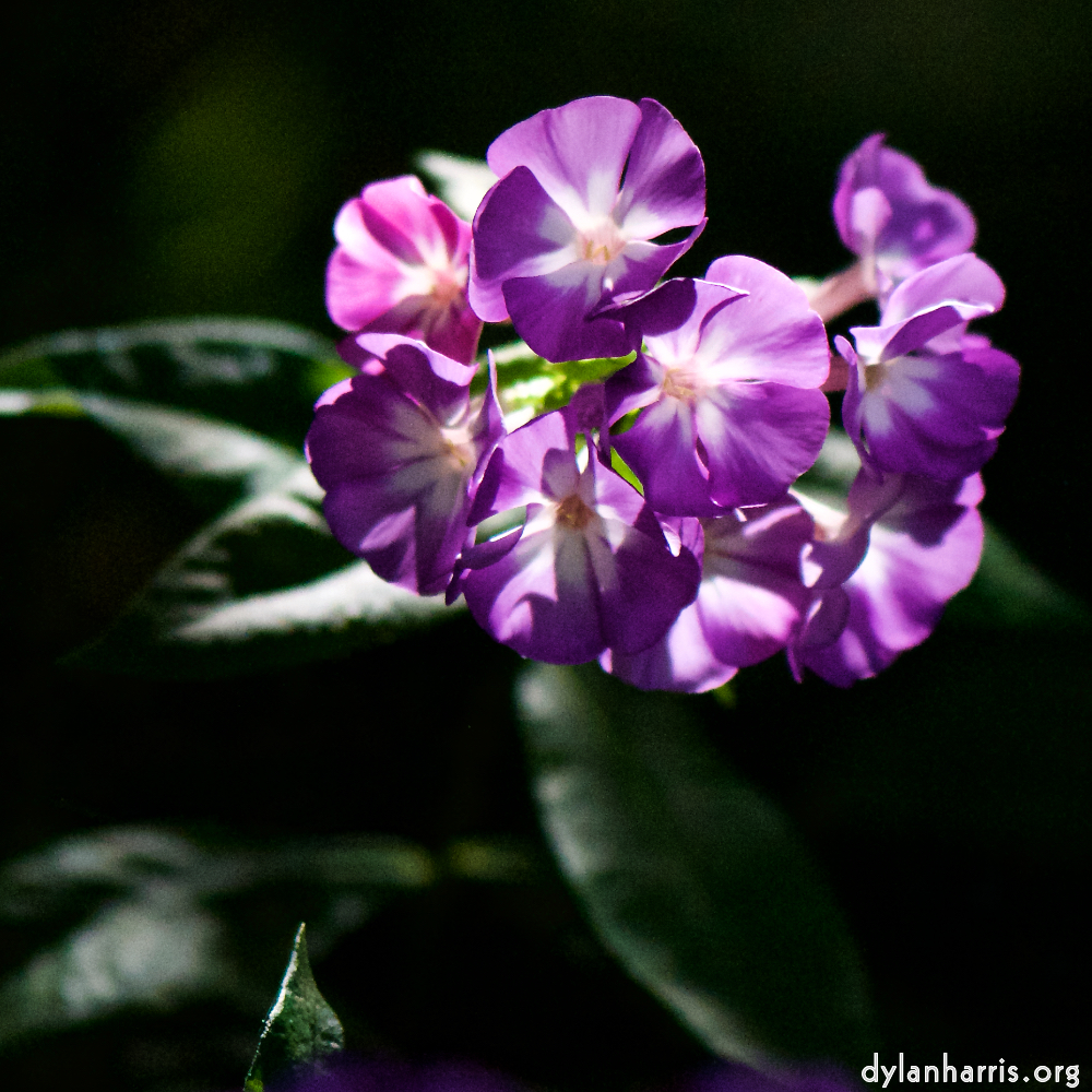 Image: Image 'escher blummen (cviii) 1'.