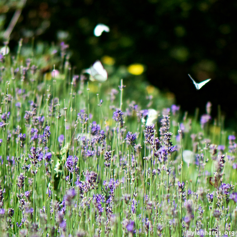 image: This is &lsquo;flowers of esch (cviii) 2&rsquo;.