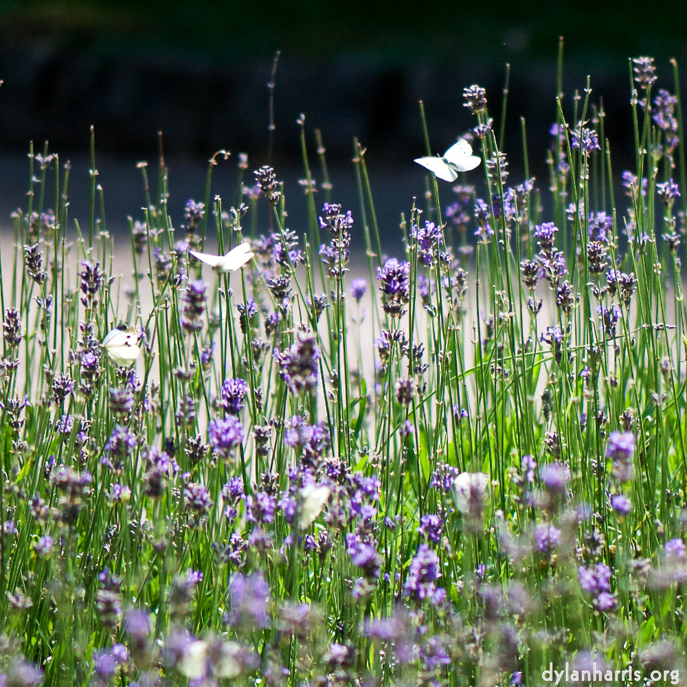 image: This is &lsquo;flowers of esch (cviii) 6&rsquo;.