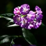 Image: First image from the photoset 'escher blummen (cviii)'.