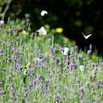 Image: Second image from the photoset 'escher blummen (cviii)'.