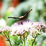 Image: Fourth image from the photoset 'escher blummen (cviii)'.