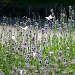 Image: Sixth image from the photoset 'escher blummen (cviii)'.