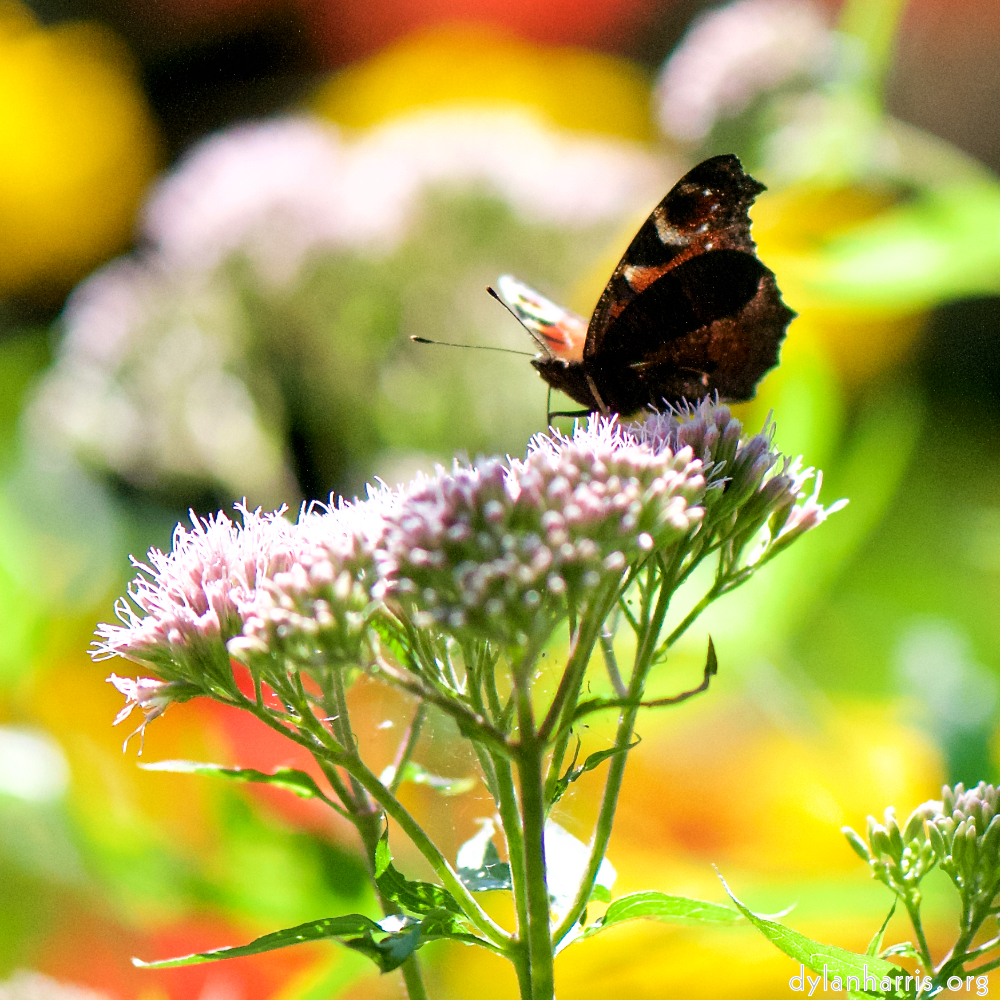 Image: Image 'escher blummen (cix) 1'.