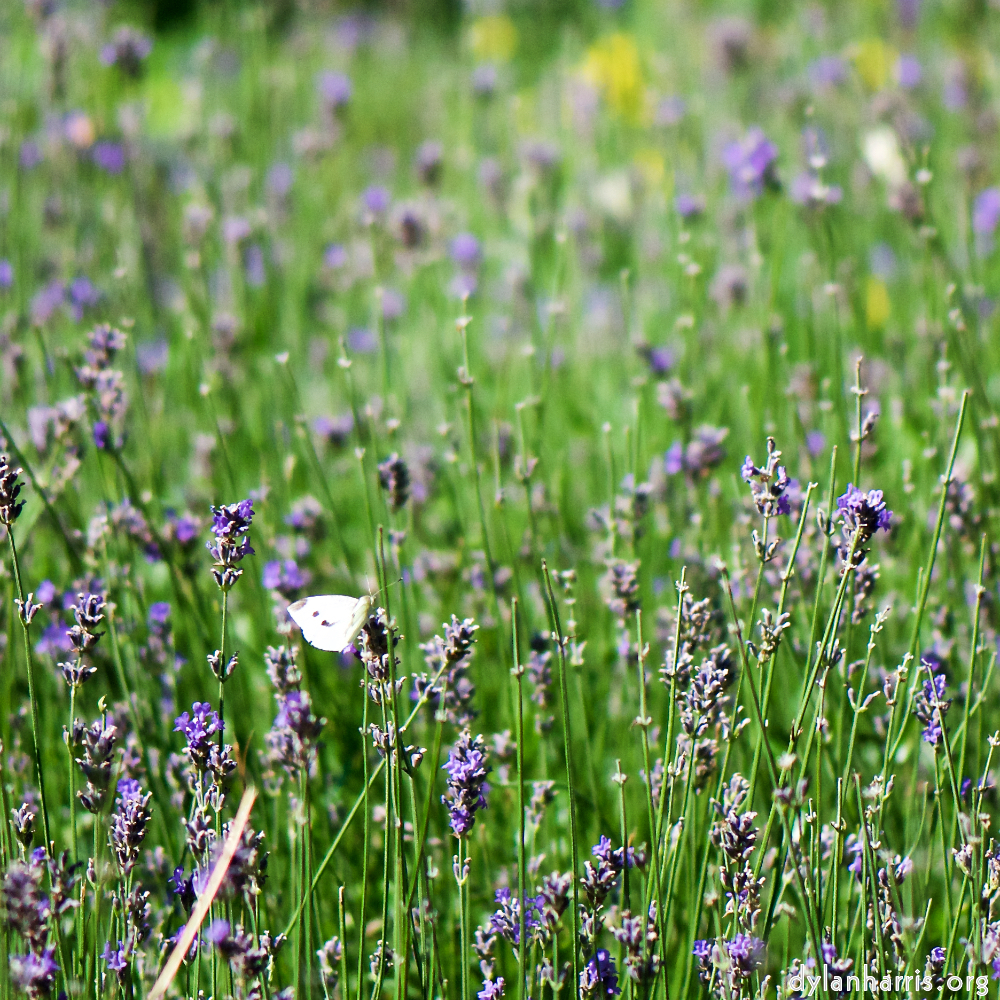 Image: Image 'escher blummen (cx) 2'.