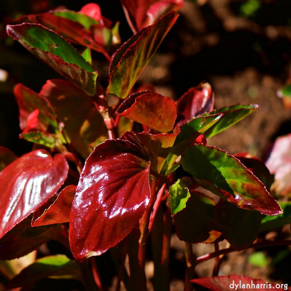 Image: Image 'escher blummen (cx) 3'.