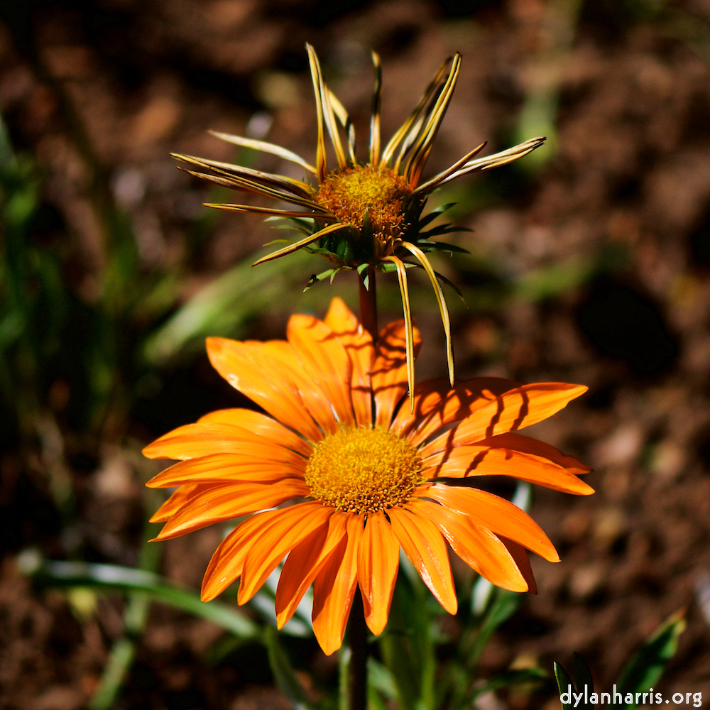 Image: Image 'escher blummen (cx) 4'.