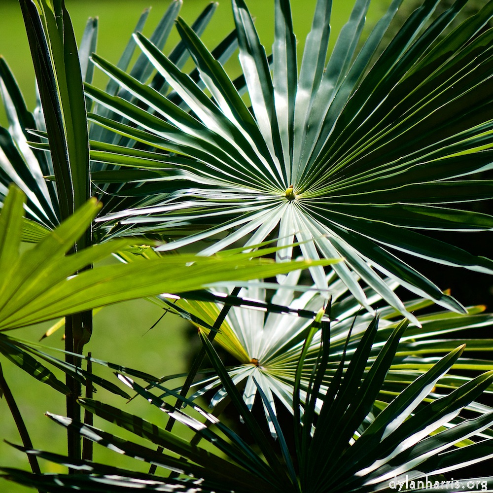 Image: Image 'escher blummen (cx) 5'.