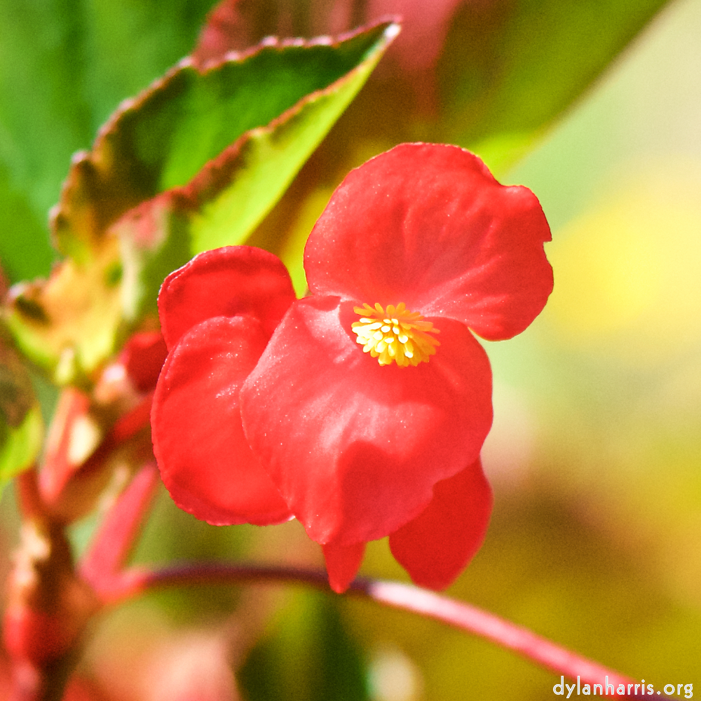 Image: Image 'escher blummen (cx) 6'.