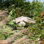 Image: Second image from the photoset 'larochette'.