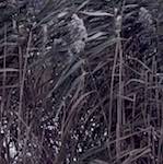 First image from the photoset 'dublin (viii)'.