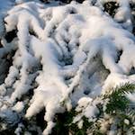 image: Image from the photoset &lsquo;parc (x)&rsquo;.