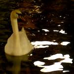 Second image from the photoset 'amsterdam (xix)'.