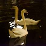 Fourth image from the photoset 'amsterdam (xix)'.