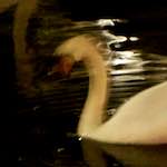 Fifth image from the photoset 'amsterdam (xix)'.