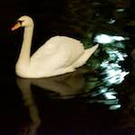 Third image from the photoset 'amsterdam (xx)'.