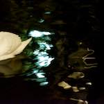 Fifth image from the photoset 'amsterdam (xx)'.