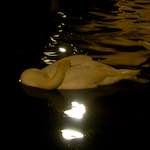 Sixth image from the photoset 'amsterdam (xx)'.