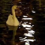 Eighth image from the photoset 'amsterdam (xx)'.