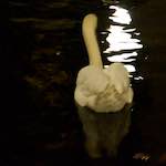 Ninth image from the photoset 'amsterdam (xx)'.