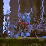 Fifth image from the photoset 'amsterdam (xxiv)'.