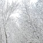 image: Image from the photoset &lsquo;wood (xvi)&rsquo;.