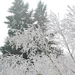 image: Image from the photoset &lsquo;wood (xvi)&rsquo;.