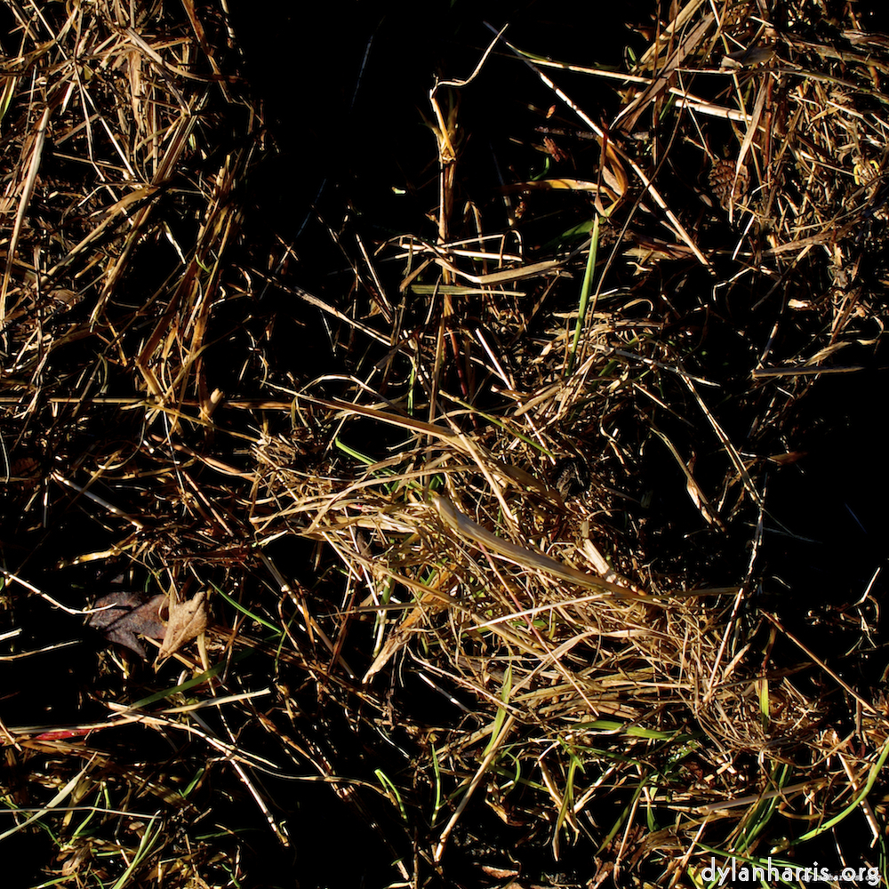 Image 'swineshead (i) 1'.