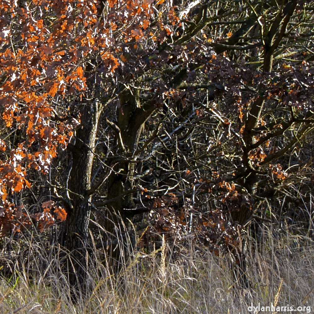 image: This is &lsquo;swineshead (i) 2&rsquo;.