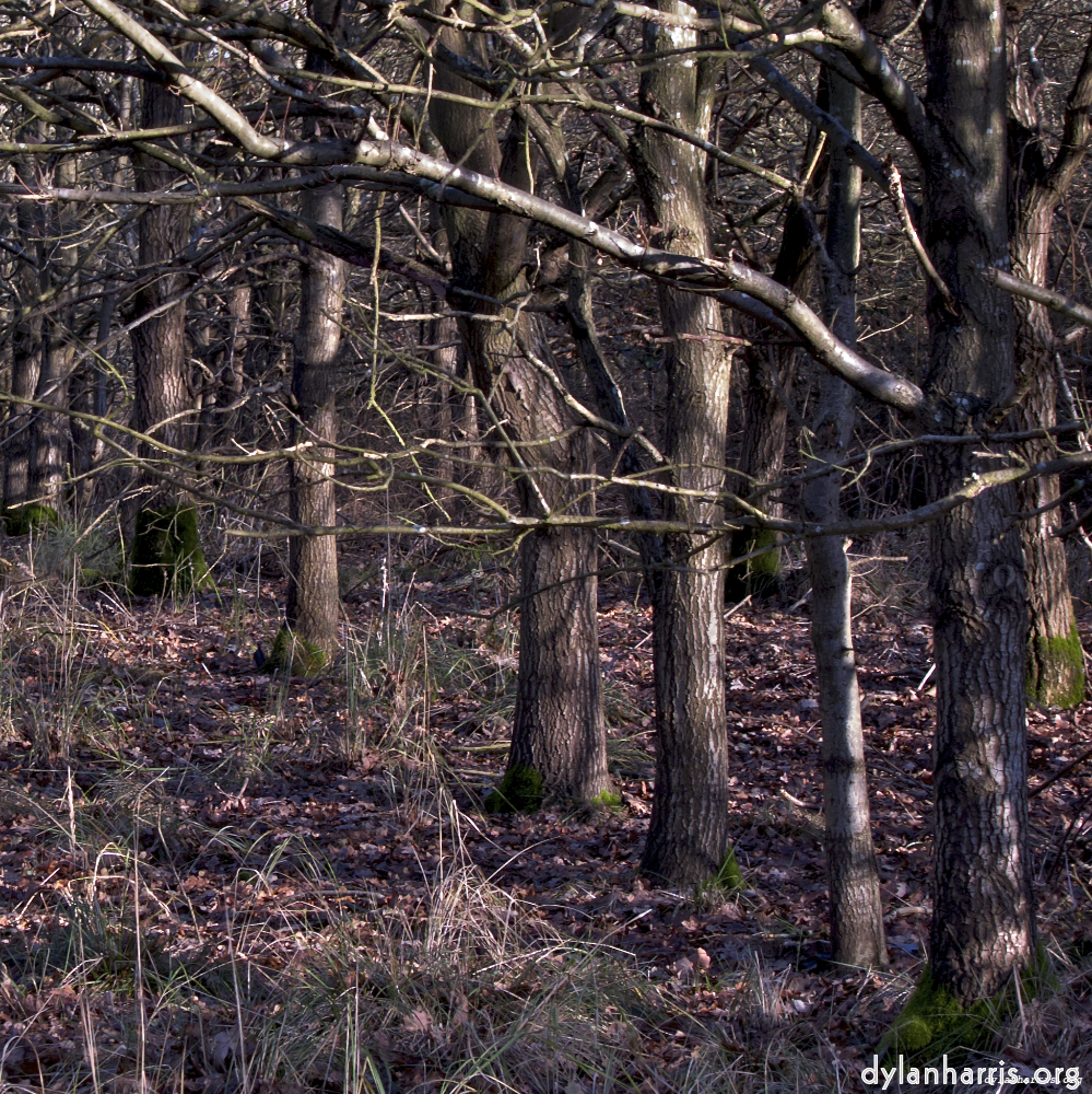 Image: Image 'swineshead (i) 3'.