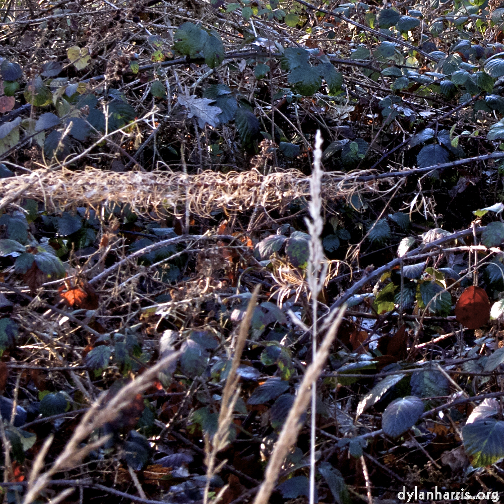 image: This is &lsquo;swineshead (i) 4&rsquo;.