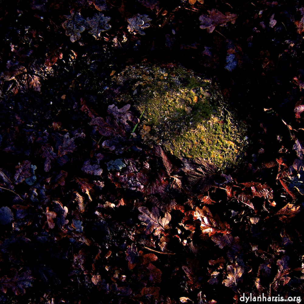 image: This is &lsquo;swineshead (i) 6&rsquo;.