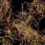 image: Image from the photoset &lsquo;swineshead (i)&rsquo;.