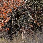 image: Image from the photoset &lsquo;swineshead (i)&rsquo;.