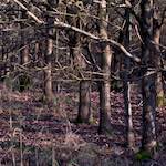 image: Image from the photoset &lsquo;swineshead (i)&rsquo;.