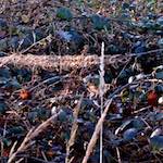 image: Image from the photoset &lsquo;swineshead (i)&rsquo;.