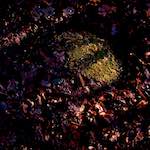 image: Image from the photoset &lsquo;swineshead (i)&rsquo;.