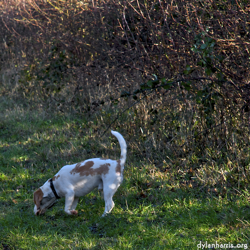 Image 'swineshead (ii) 1'.