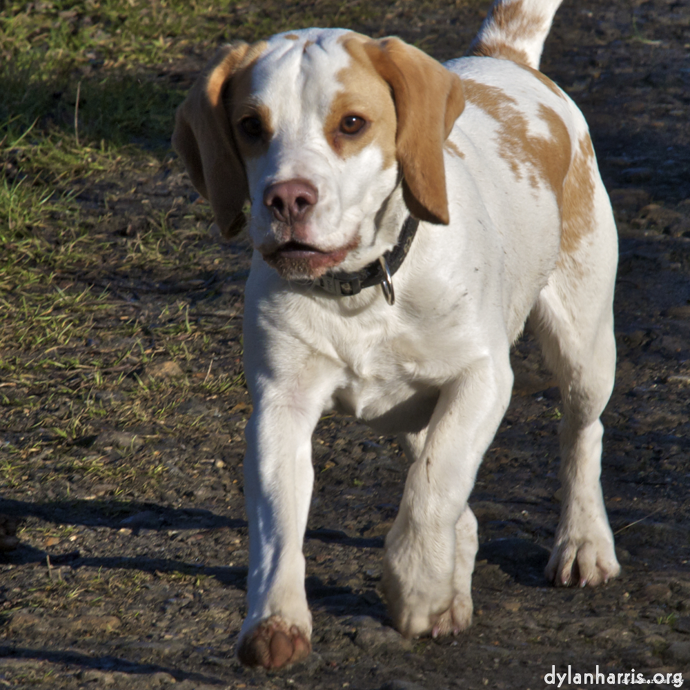 Image: Image 'swineshead (ii) 3'.