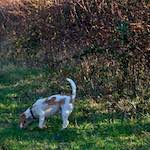 First image from the photoset 'swineshead (ii)'.