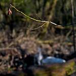 Fifth image from the photoset 'swineshead (ii)'.