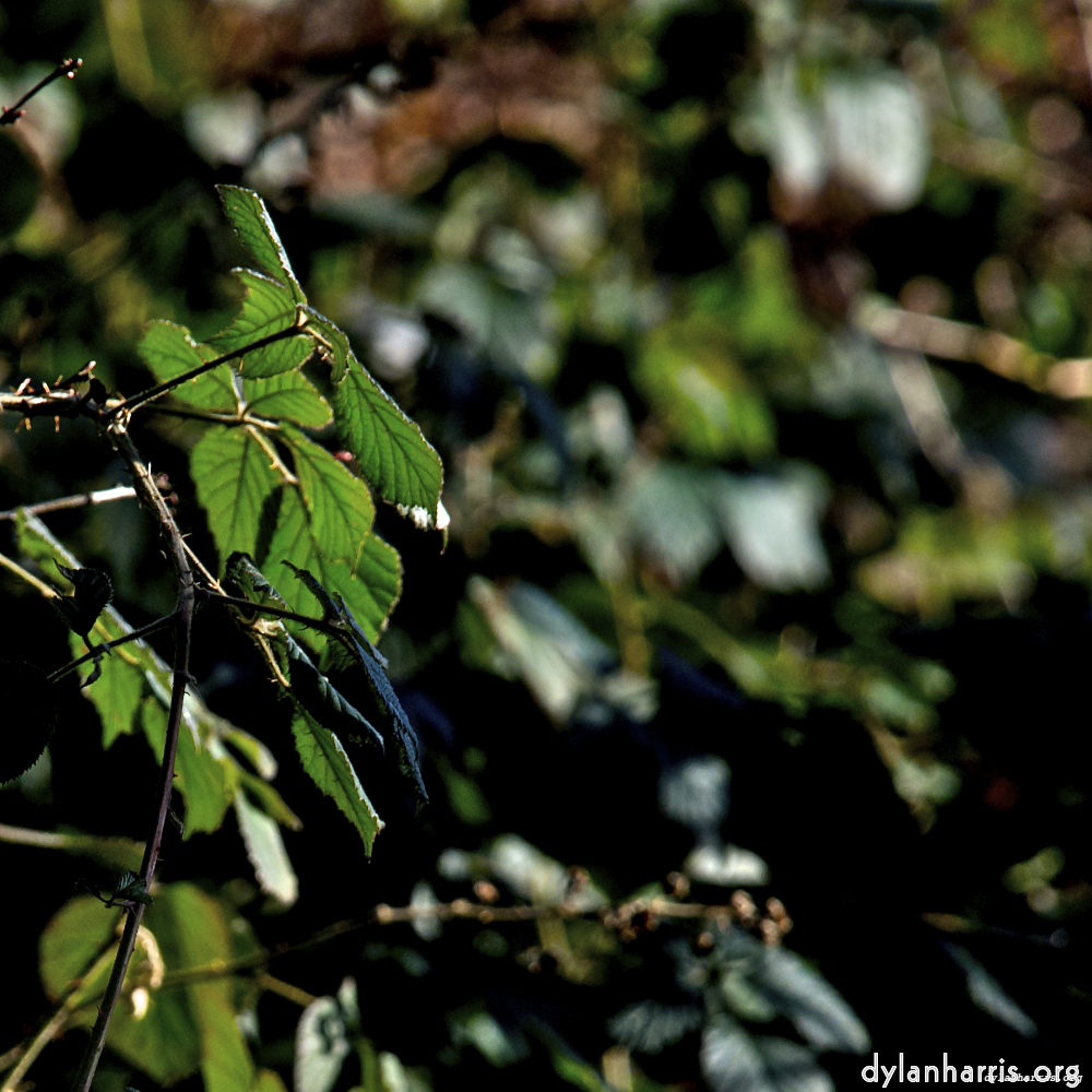 image: This is &lsquo;swineshead (iii) 1&rsquo;.