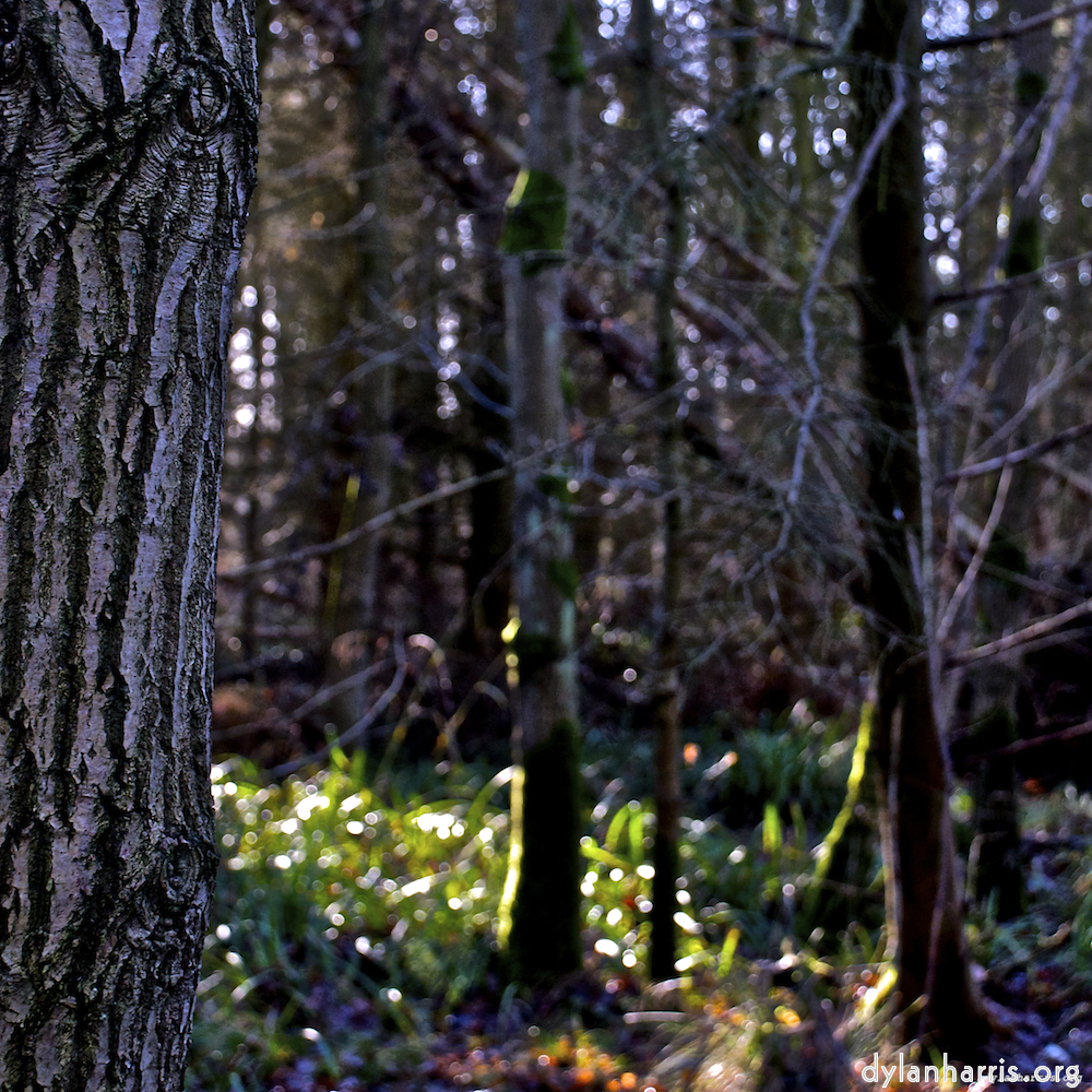 image: This is &lsquo;swineshead (iii) 2&rsquo;.